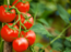 What are the benefits of eating tomatoes daily?