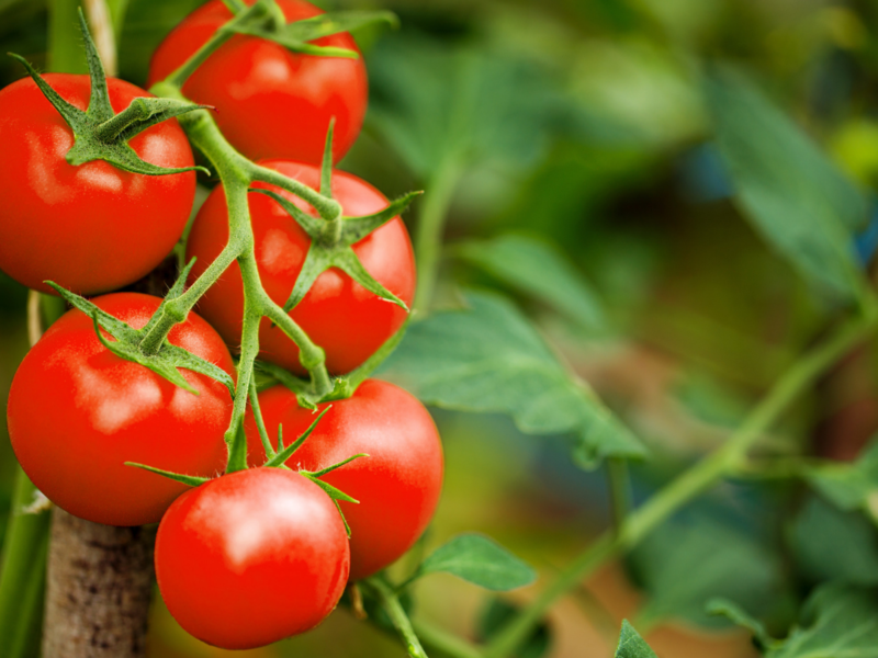 What are the benefits of eating tomatoes daily?