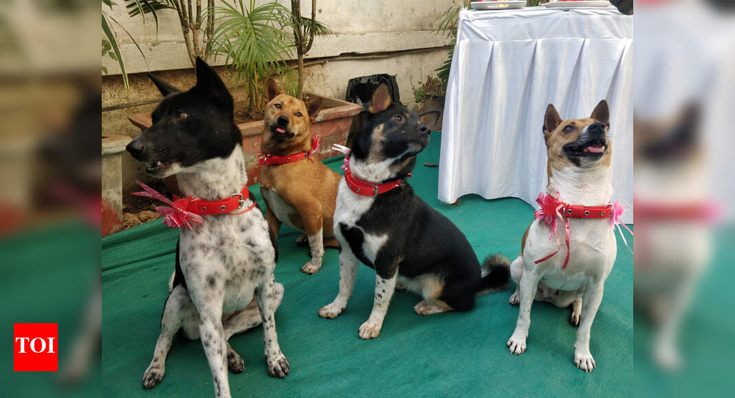 Kochi 21 dogs rescued from butchers seek second life in forever homes