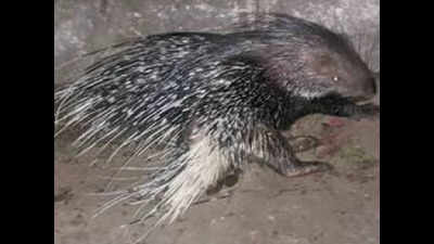 Porcupine hit by vehicle on JNU campus, rescued