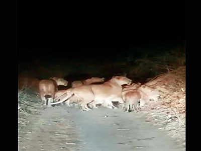 Gujarat: Video of lion pride being chased goes viral ...