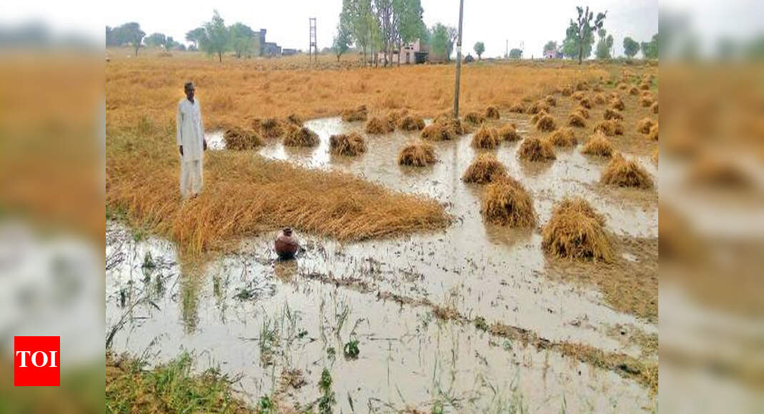 Rains, winds cause widespread damage to wheat crop in Punjab, Haryana ...