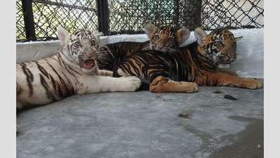Want to see black tiger cubs? Visit Vandalur zoo