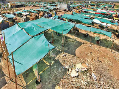 Politics, voting provide fodder to farmers bringing cattle to camps ...