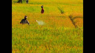 Unseasonal rain damages crops in 55,000 acres across Telangana