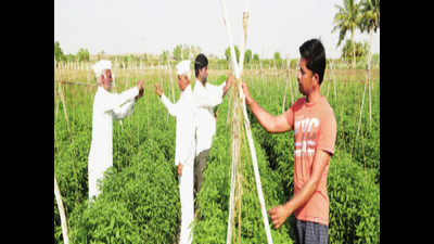 Along the road to success, farmers wait for ‘Lal Pari’