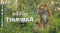 Thumbaa - Official Trailer
