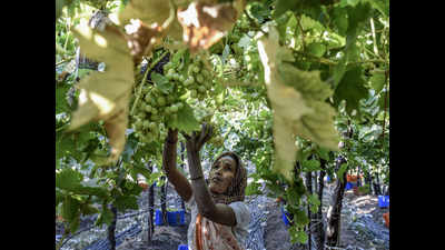 At 1.4 lakh tonnes, Nashik grape exports hit all-time high