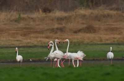 Double Delight: 51 flamingos flock tiger land Tipeshwar
