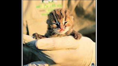 Pune: 14-day-old rusty spotted cat reunited with mother