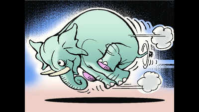 SC stays U’Khand HC order of giving elephants to private owner