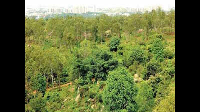Turahalli forest gets a fence to ward off encroachers
