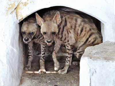 Lack of monitoring, habitat loss threat to striped hyena