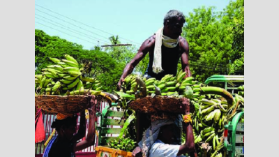 Gaja effect, poor quality of crop leave banana farmers reeling