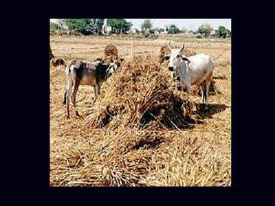 Farmers lose sleep over crop damage as stray animals multiply on fear of cow vigilantes