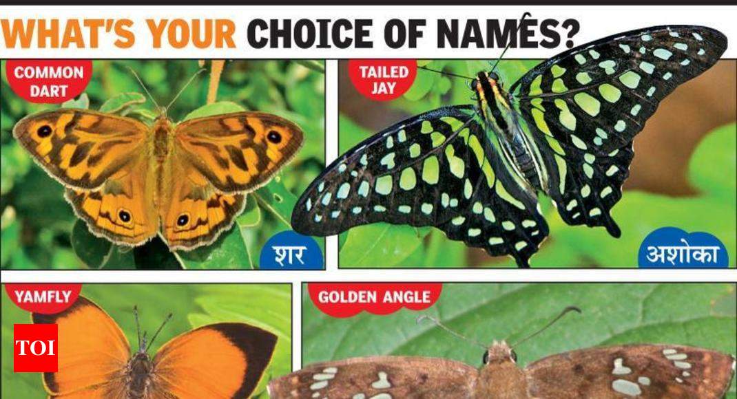Bhingri for Tree Flitter, Ashoka for Tailed Jay: In Maha, name butterfly  species in Marathi | Nagpur News - Times of India