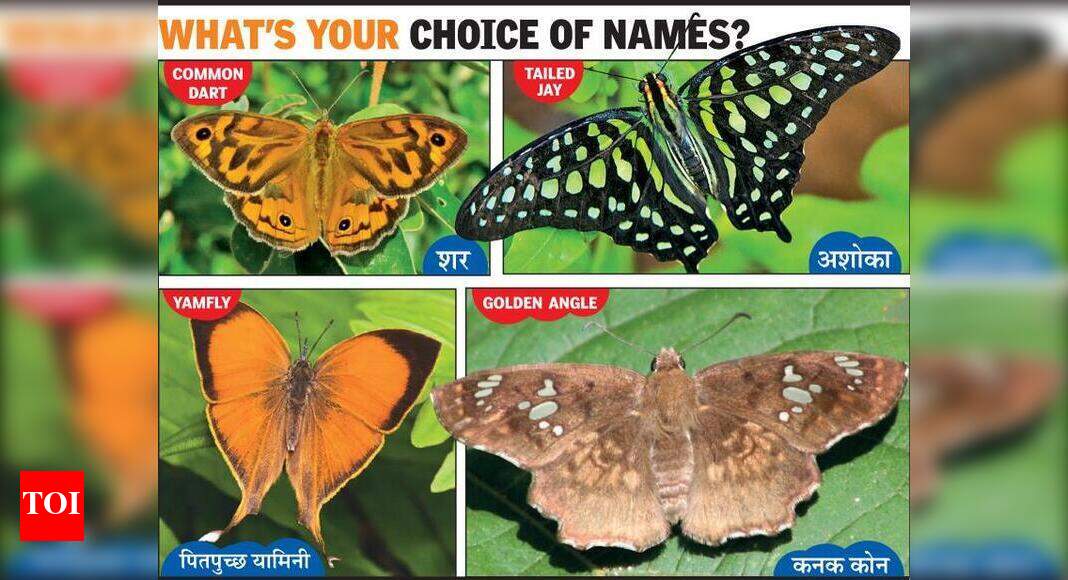 Bhingri for Tree Flitter, Ashoka for Tailed Jay In Maha, name
