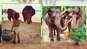 Lisa Haydon and son Zack bond with some friendly beasts on the beach
