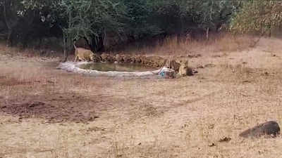 Watch: Gir lions’ viral video, a pride of 14 quench thirst at man-made pond