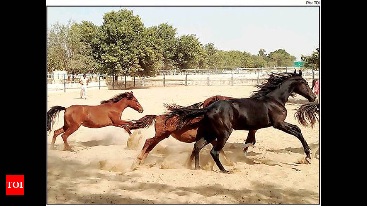 Commercial breeding of famous Marwari, Kathiawadi horses soon | Jaipur News  - Times of India