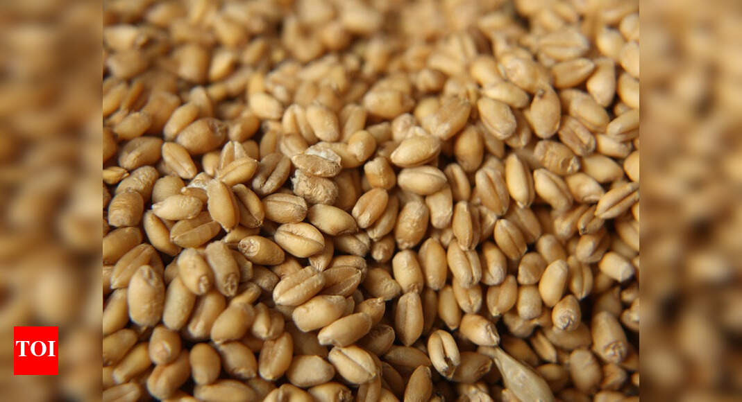 Wheat procurement to begin soon in Rajasthan | Jaipur News - Times of India