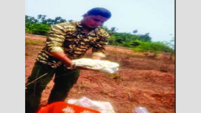 23 python eggs retrieved, handed over to forest department