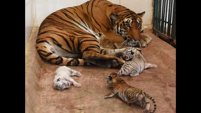 Birth of 4 cubs makes AMC zoo tops in tiger count in Maharashtra