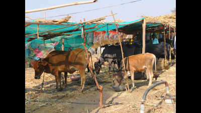 Fodder camps continue to grow in skewed proportion