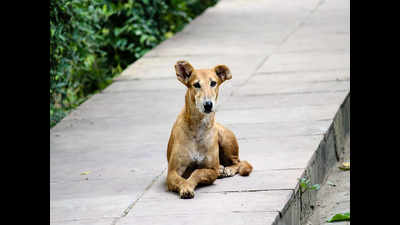 Birth-control scheme for stray dogs hits roadblock due to limited funds