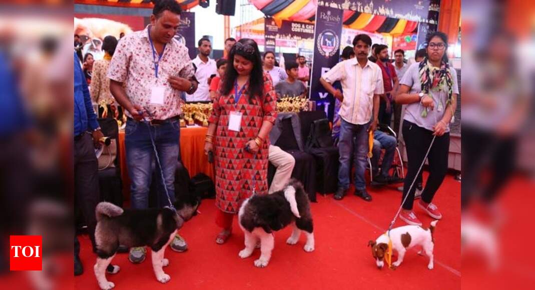 Dogs’ day out in Jaipur Events Movie News Times of India