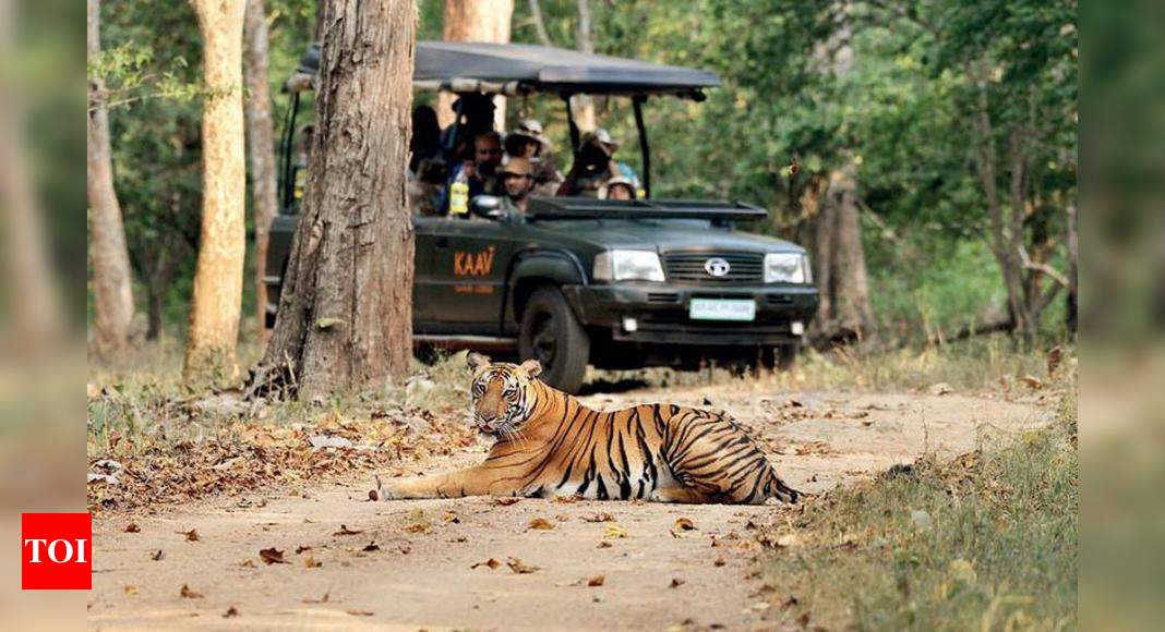 The sadness of our tiger safaris | Bengaluru News - Times of India