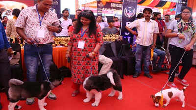 Dogs’ day out in Jaipur