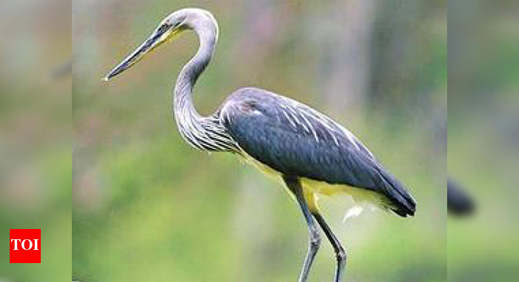 Search for tigers leads to critically endangered whitebellied heron