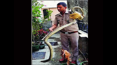 Over 250 snakes, including cobras and rat snakes, rescued in past 3 months in DEHRADUN