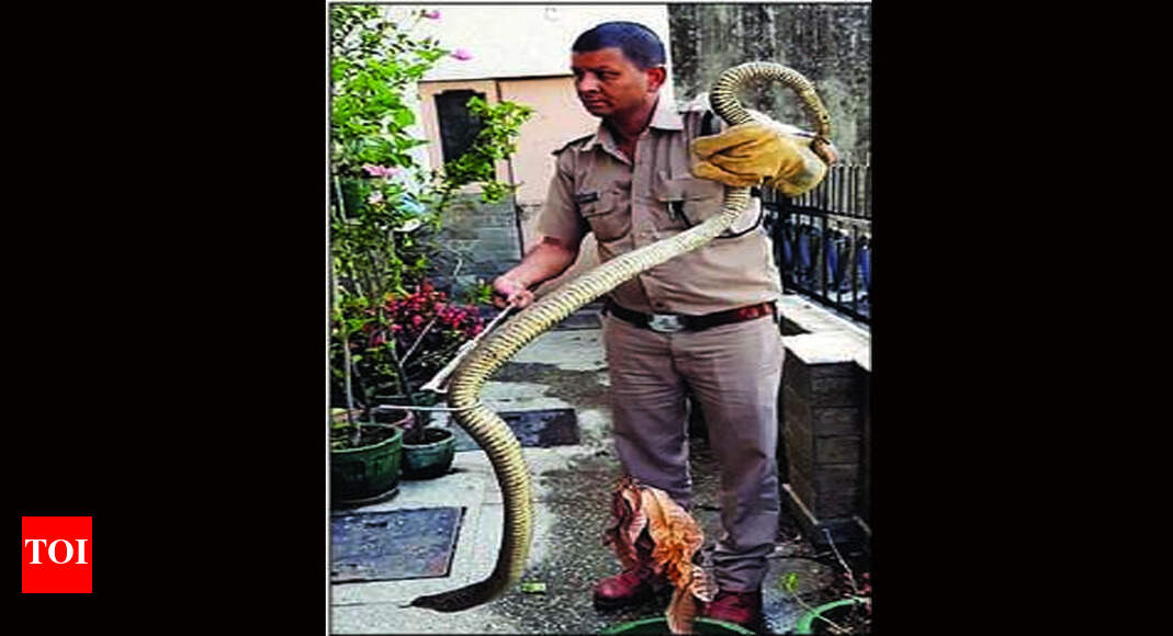 Over 250 snakes, including cobras and rat snakes, rescued in past 3