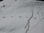 Indian Army team spots 'Yeti' footprints on Himalayas