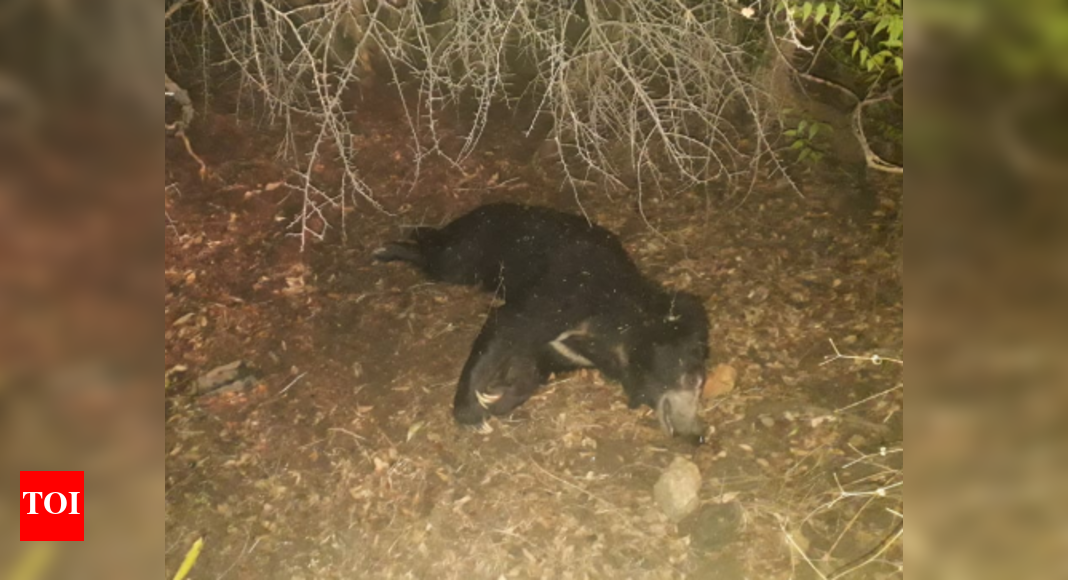 Sloth bear dies after being hit by speeding vehicle in Tamil Nadu
