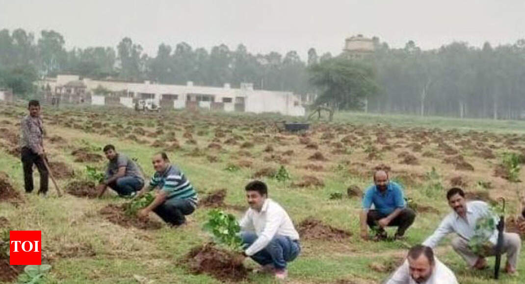 Tree plantation: Chandigarh: Ambala division of Northern Railways ...