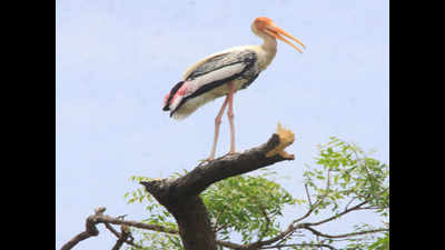Photos: Gale kills 68 painted storks at Tamil Nadu sanctuary