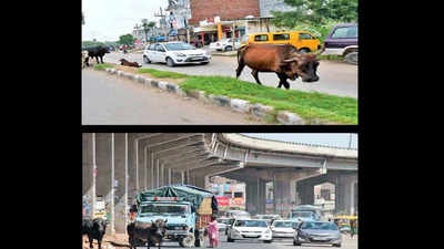 Stray cattle continue to trouble Zirakpur