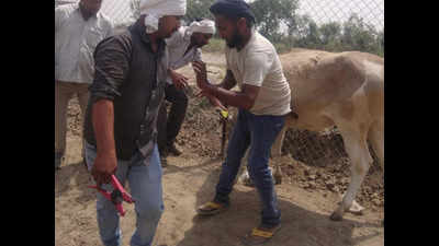UP: Aligarh administration begins to ear tagging abandoned cattle