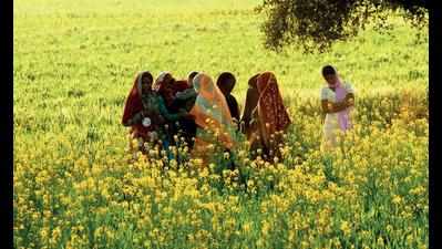 No govt purchase centres yet, UP’s mustard farmers left in lurch