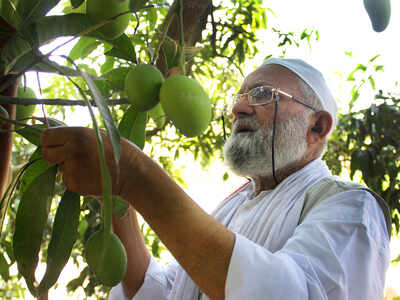 Known for his experiments on farm, UP's 'mango man' now poll ambassador
