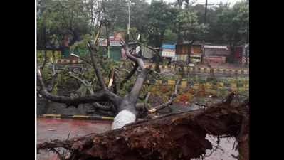 Hundreds of trees uprooted as Cyclone Fani makes landfall in Odisha