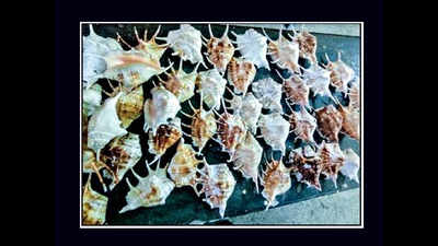 155 conches seized from stalls on Chennai's Marina Beach