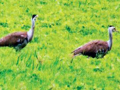 At Solapur’s GIB sanctuary, only one sighting of Lesser Florican over ...