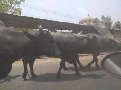 cattle menace at highway
