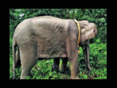 Bengal: Foresters go jumbo-tracking with radio collars