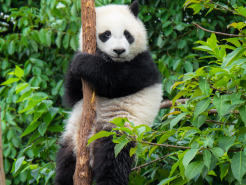 Are you a Panda or a Cat? Who is your spirit animal? Take this QUIZ! | The Times of India Are you a Panda or a Cat? Who is your spirit animal? Take this QUIZ! | The Times of India