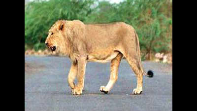 20 externed from 3 districts for illegal lion shows